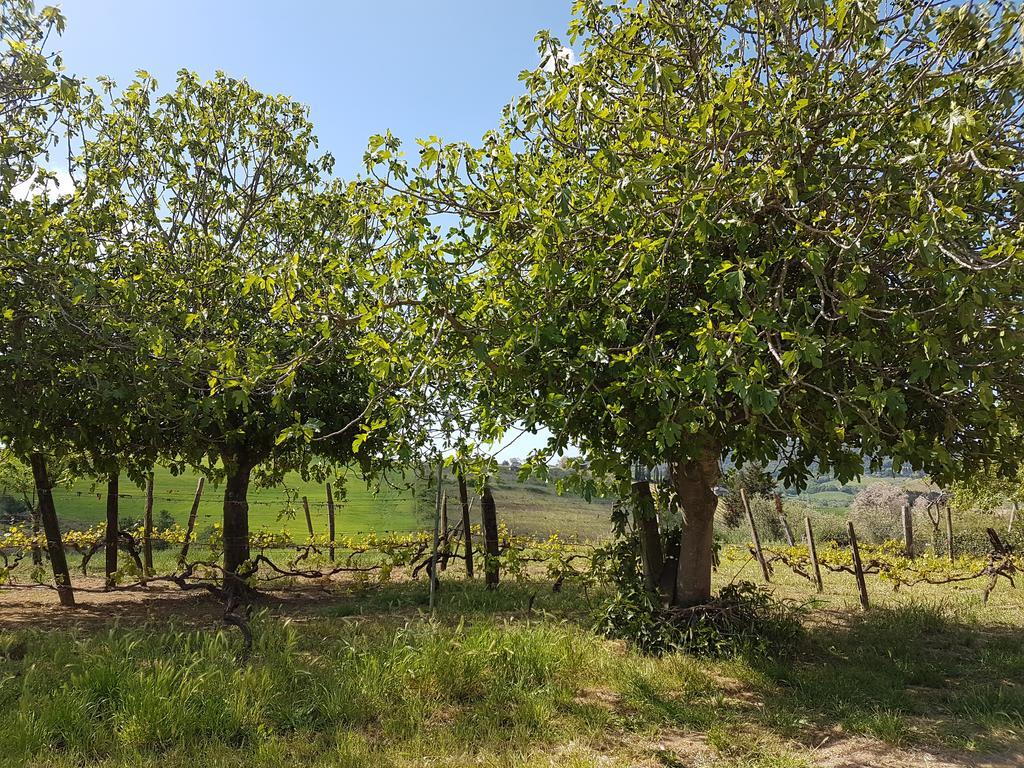 Il Giogo Agriturismo Rosignano Marittimo Extérieur photo